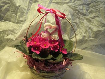 Květinová vazba-dárkový košík s hrnkovou santpaulií