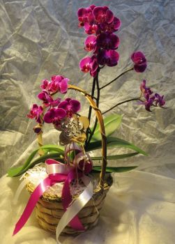 Květinová vazba-dárkový košík s hrnkovým phalaenopsisem