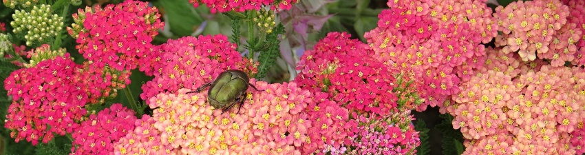 Achillea_banner