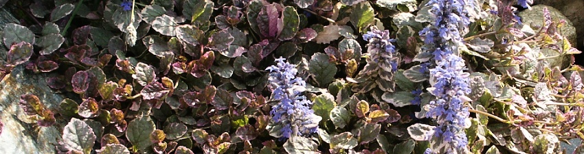 Ajuga_banner