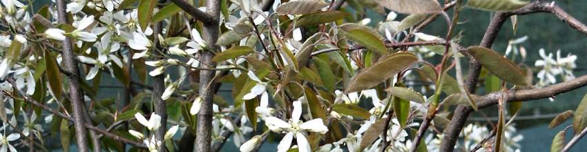 Amelanchier_banner