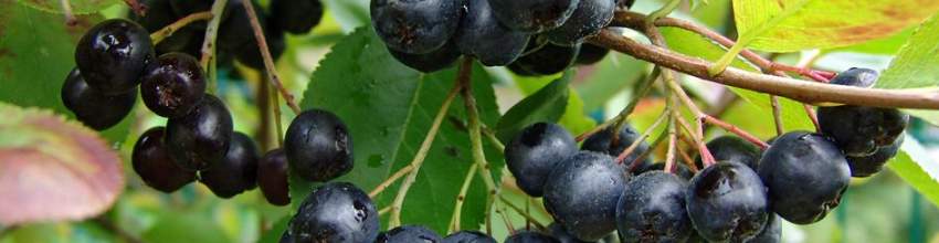 Aronia_banner