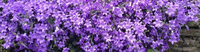 Campanula_banner