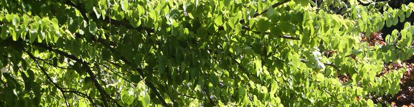 Cercidiphyllum_banner