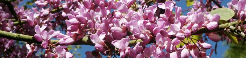 Cercis_banner