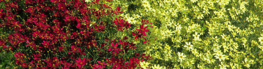 Coreopsis_banner