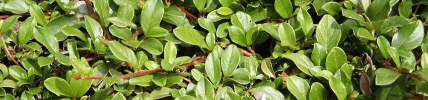Cotoneaster_banner