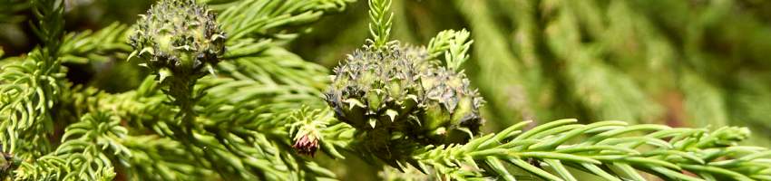 Cryptomeria_banner