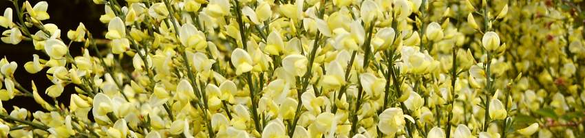 Cytisus_banner