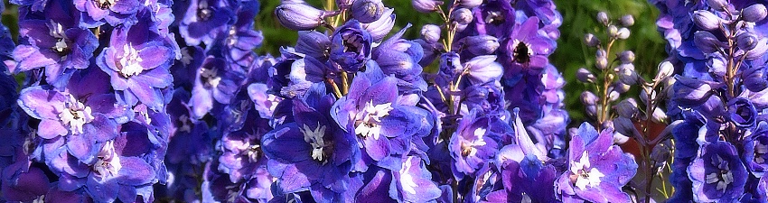 Delphinium_banner