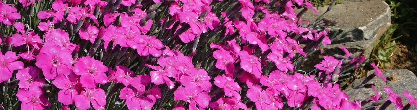 Dianthus_banner