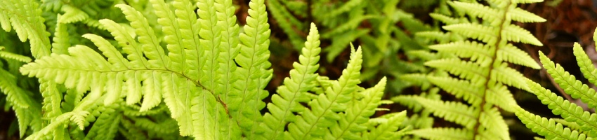 Dryopteris_banner