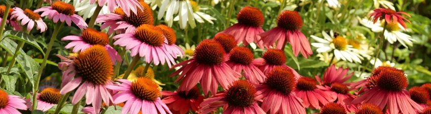 Echinacea_banner