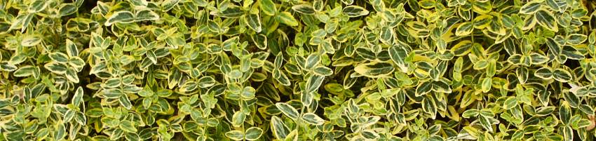 Euonymus_banner