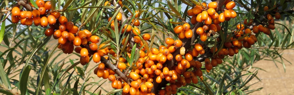 Hippophae_rakytnik_banner