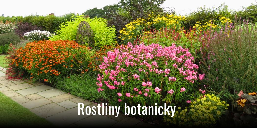 Rostliny botanicky – přehled rostlin podle rodů | Zahradnictví Franc